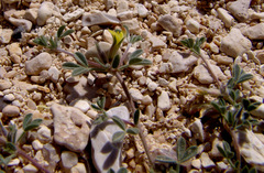 Lotononis platycarpa