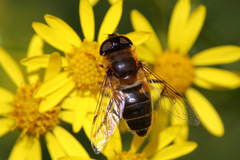 Eristalis pertinax