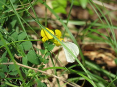 Dismorphiinae