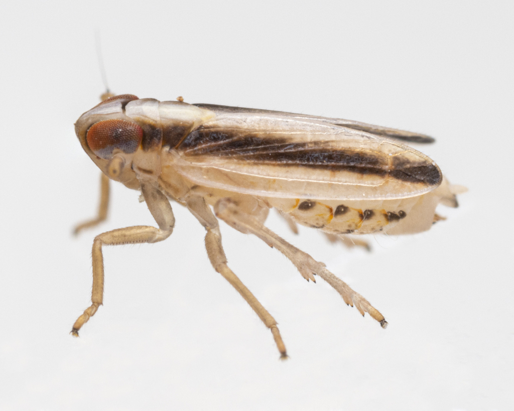 Kelisia curvata