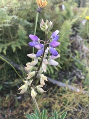 Lupinus rivularis