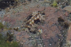 Liolophura japonica