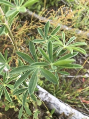 Lupinus rivularis