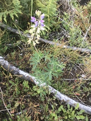 Lupinus rivularis