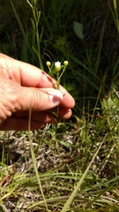 Solidago ptarmicoides