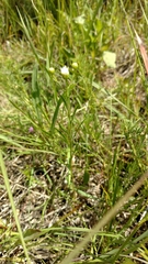 Solidago ptarmicoides
