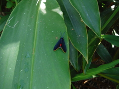 Antichloris quadricolor