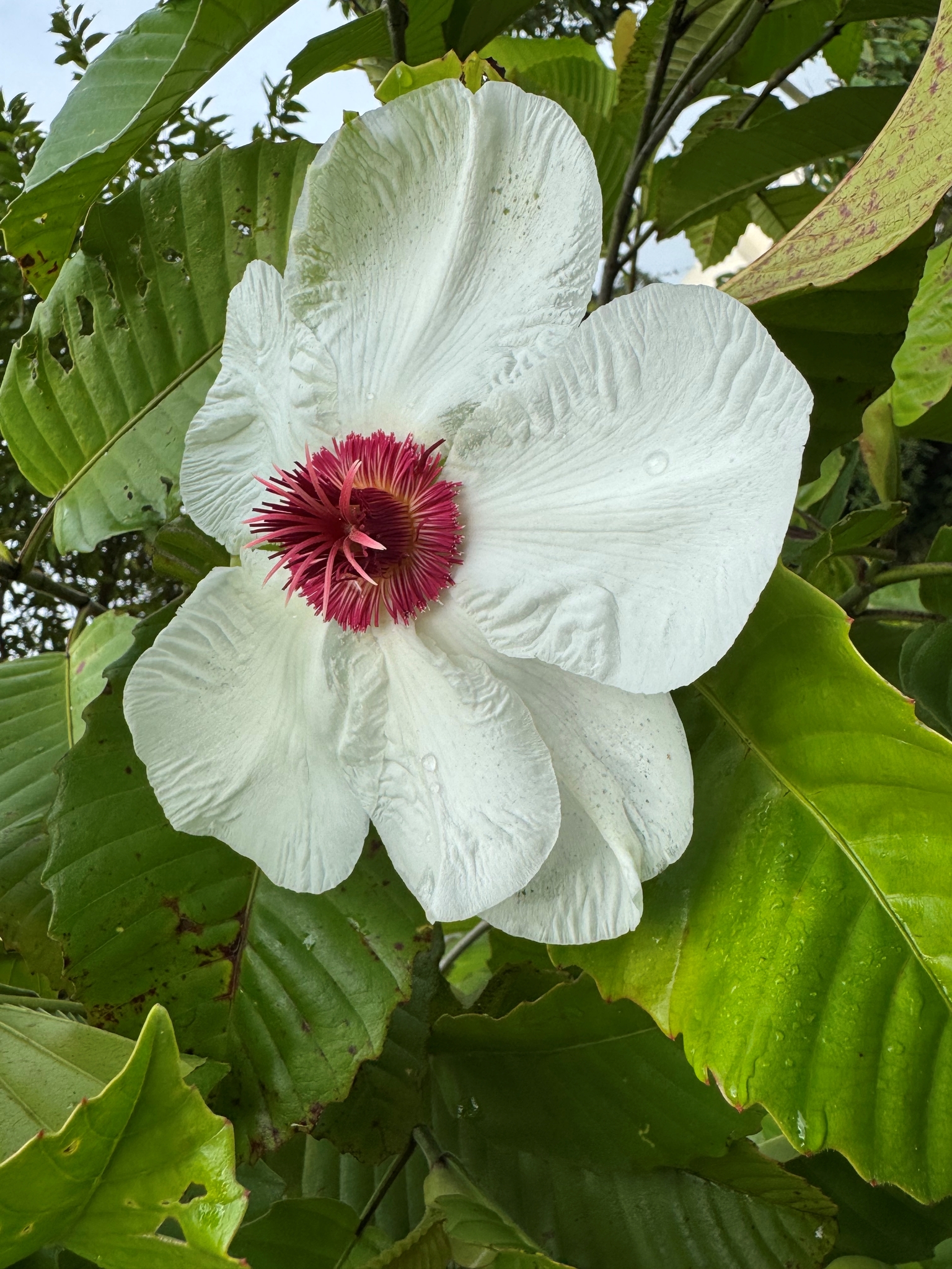 Dillenia philippinensis