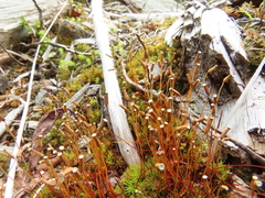Oligotrichum