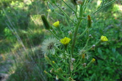 Hieracium longipilum