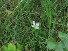 Rhexia mariana mariana