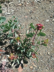 Arctostaphylos viscida