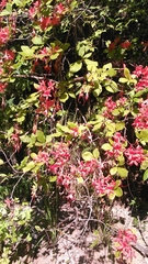 Rhododendron prunifolium