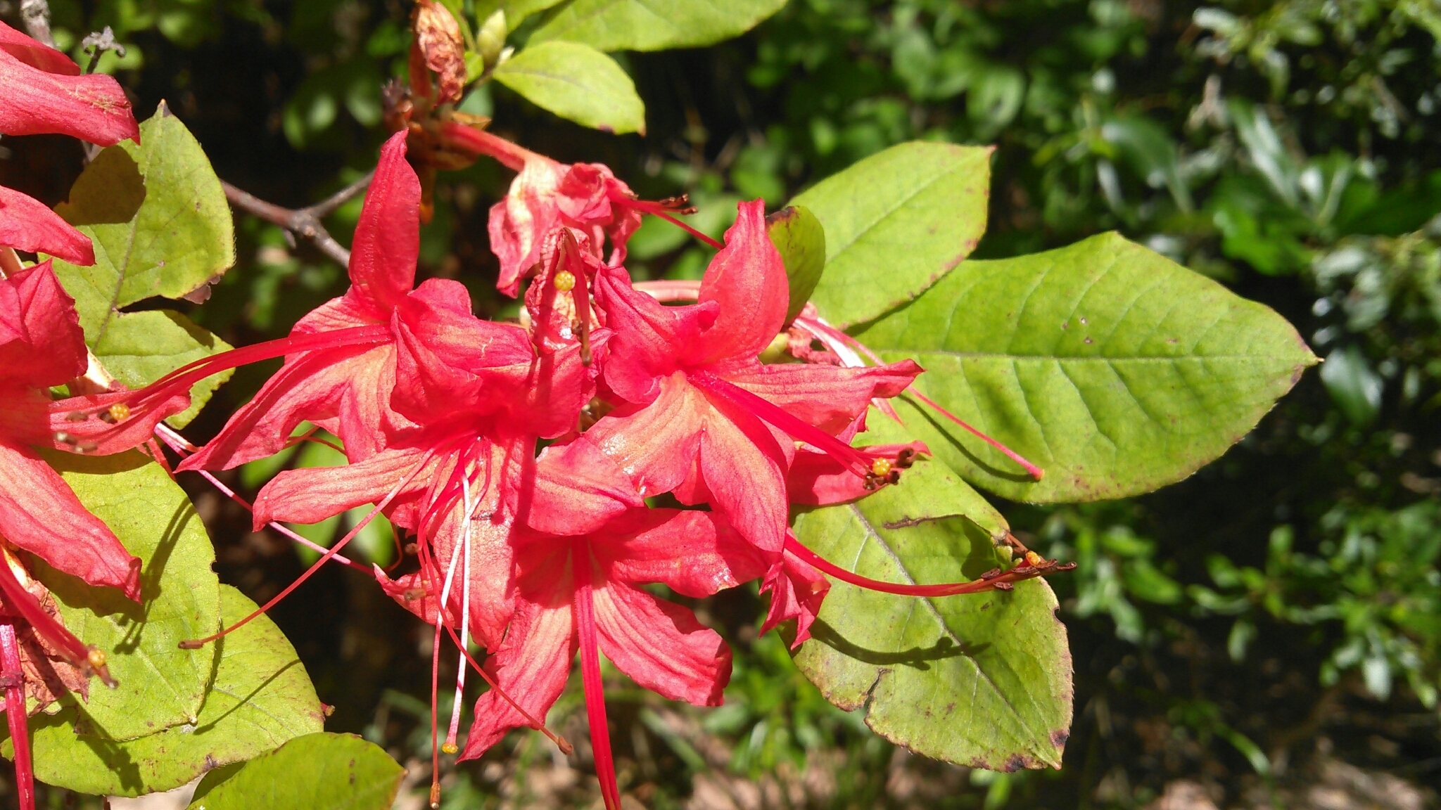 Rhododendron prunifolium