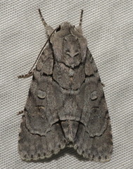 Acronicta radcliffei