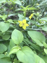 Lysimachia tonsa