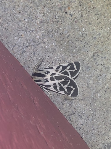 Blake's Tiger Moth photo 3