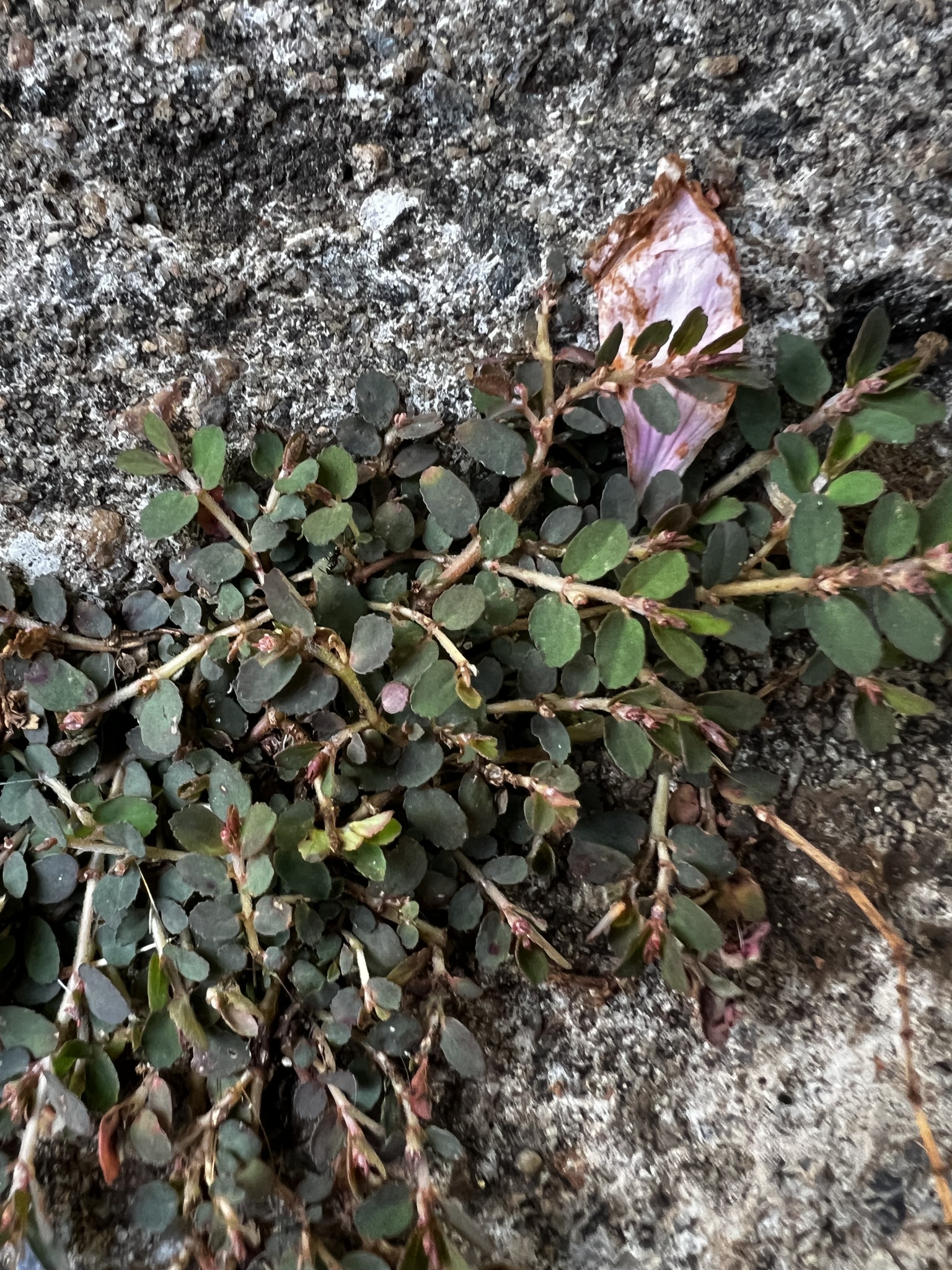 Euphorbia thymifolia