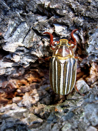 Long-haired June Beetle