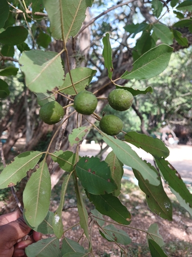 Picrodendron baccatum
