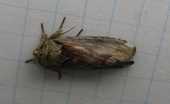 Oedemasia concinna