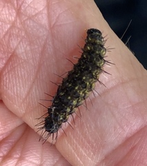 Hypoprepia miniata