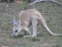 Northern Nail-Tail Wallaby photo 1