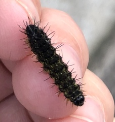Hypoprepia miniata