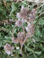 Phacelia hastata compacta