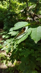 Calopteryx maculata
