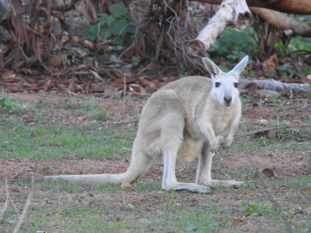 Nail-tail Wallabies