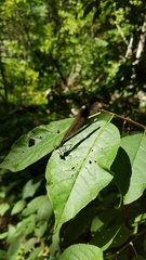 Calopteryx maculata