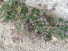Phacelia hastata compacta