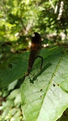Calopteryx maculata