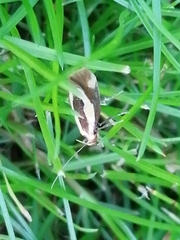 Harpella forficella