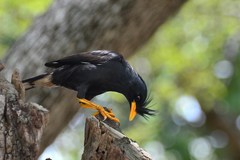 Acridotheres grandis