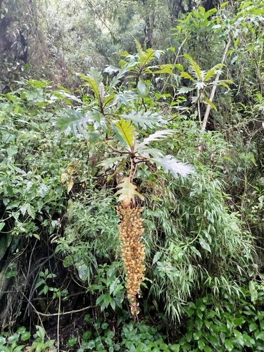 Image of Bocconia frutescens by (c) Ben Costamagna, some rights reserved (CC BY)