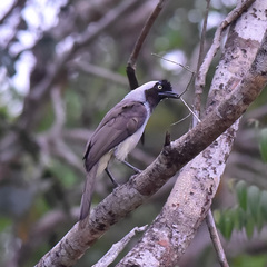 Azure-Naped Jay photo 3