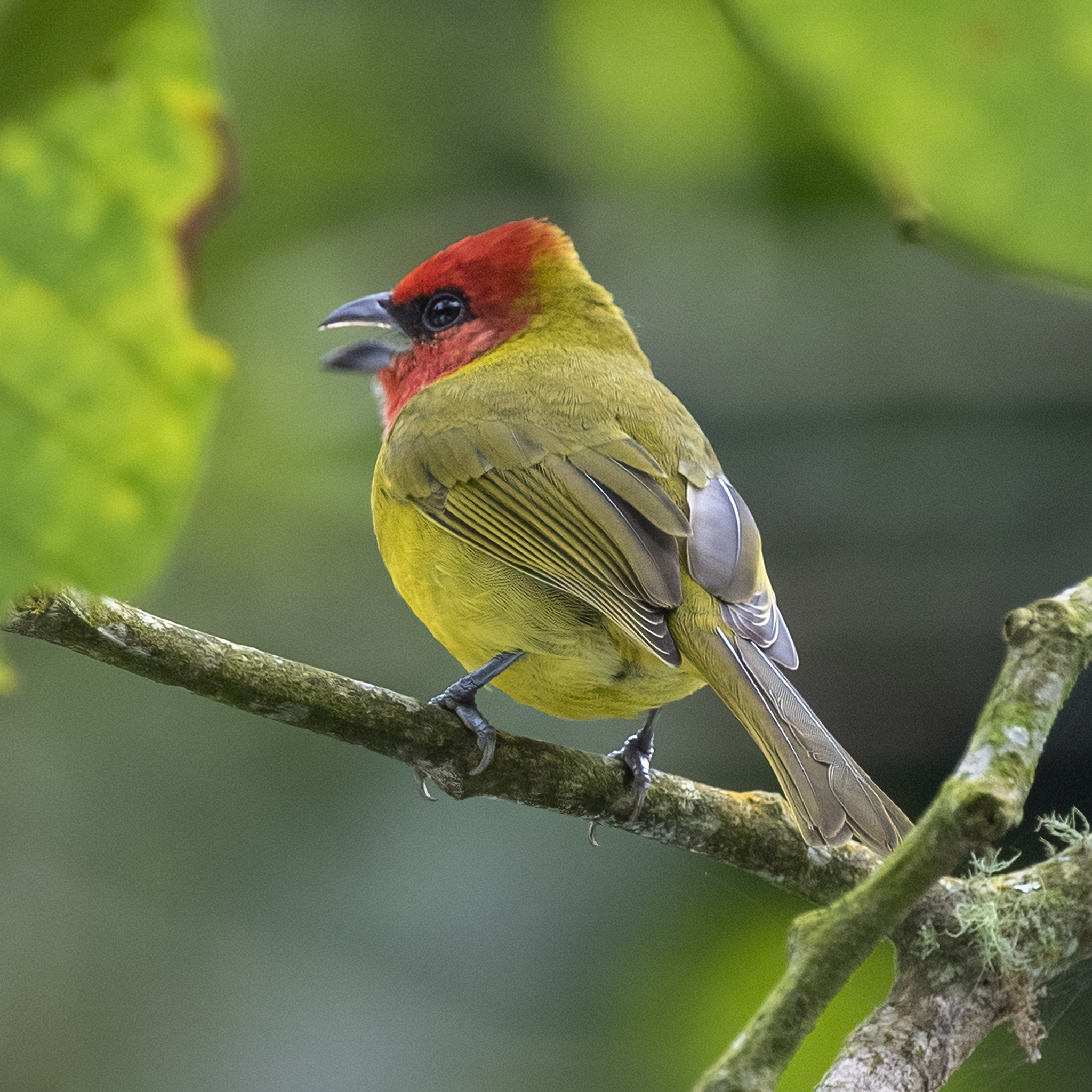 Red-headed Tanager illustration