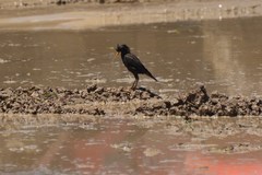 Acridotheres grandis