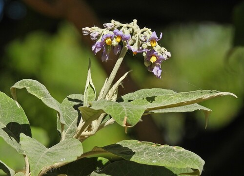 Solanum granulosoleprosum, photograph 1