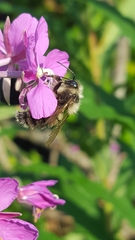 Bombus muscorum