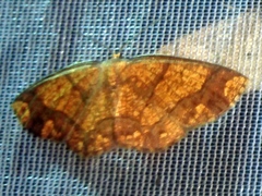 Nematocampa