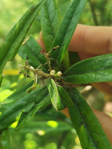Image of Corokia buddleioides by no rights reserved