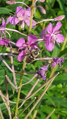 Bombus muscorum