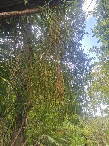 Image of Phlegmariurus billardierei by no rights reserved