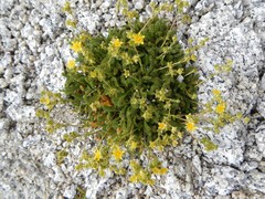 Ivesia lycopodioides