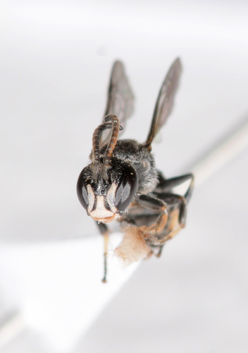 Hylaeus probligenatus