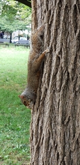 Sciurus carolinensis