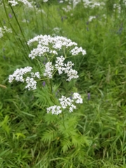 Valeriana officinalis